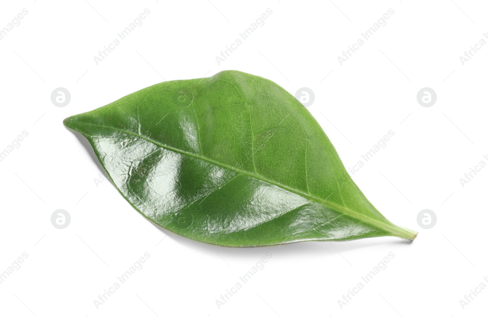 Photo of Fresh green leaf of coffee plant on white background