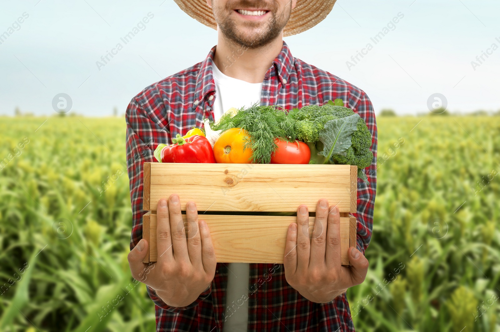 Image of Harvesting season. Farmer holding wooden crate with crop in field, closeup