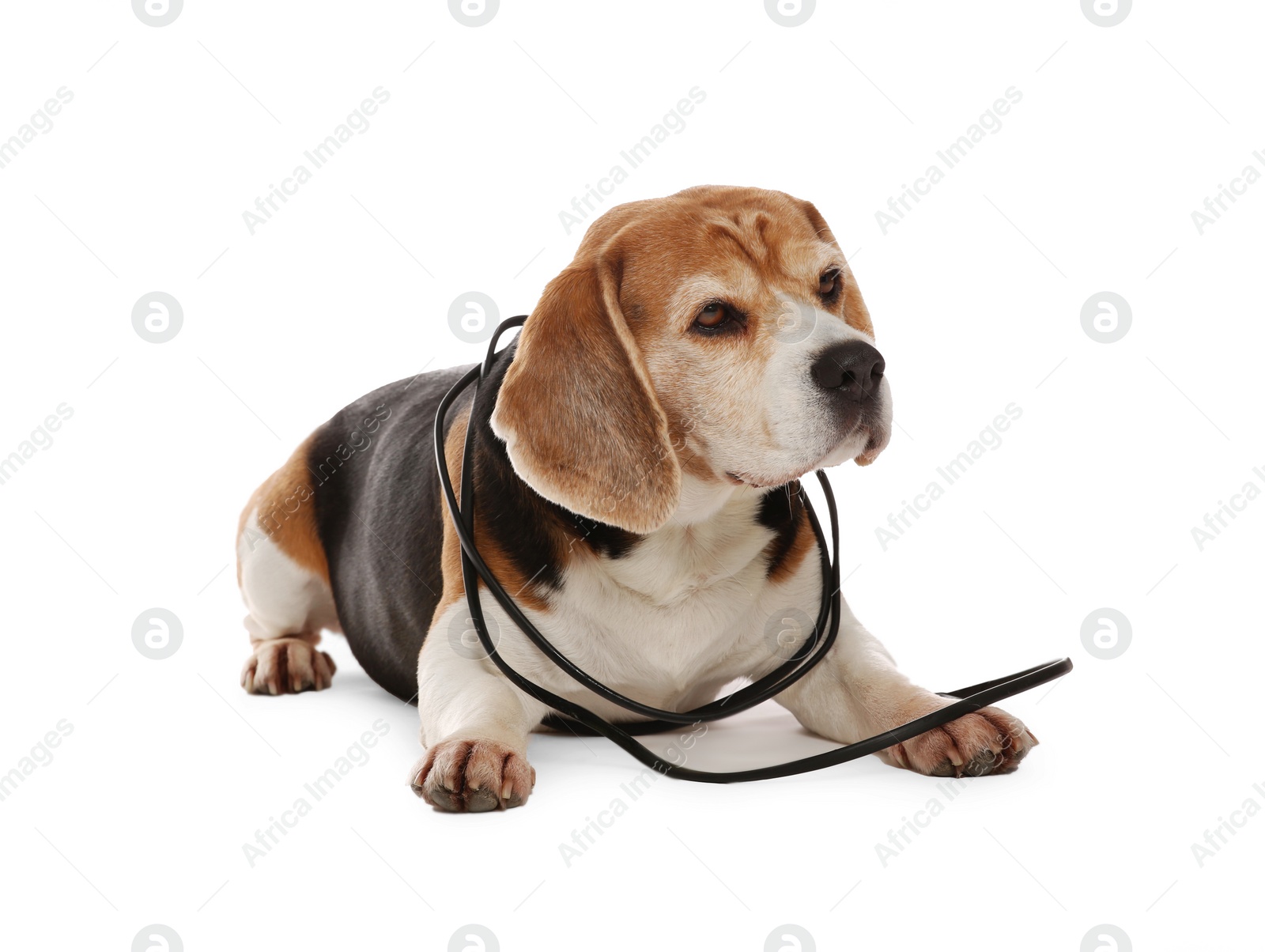 Photo of Naughty Beagle dog with damaged electrical wire on white background