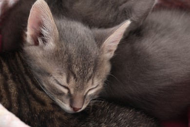 Cute fluffy kittens in basket. Baby animals