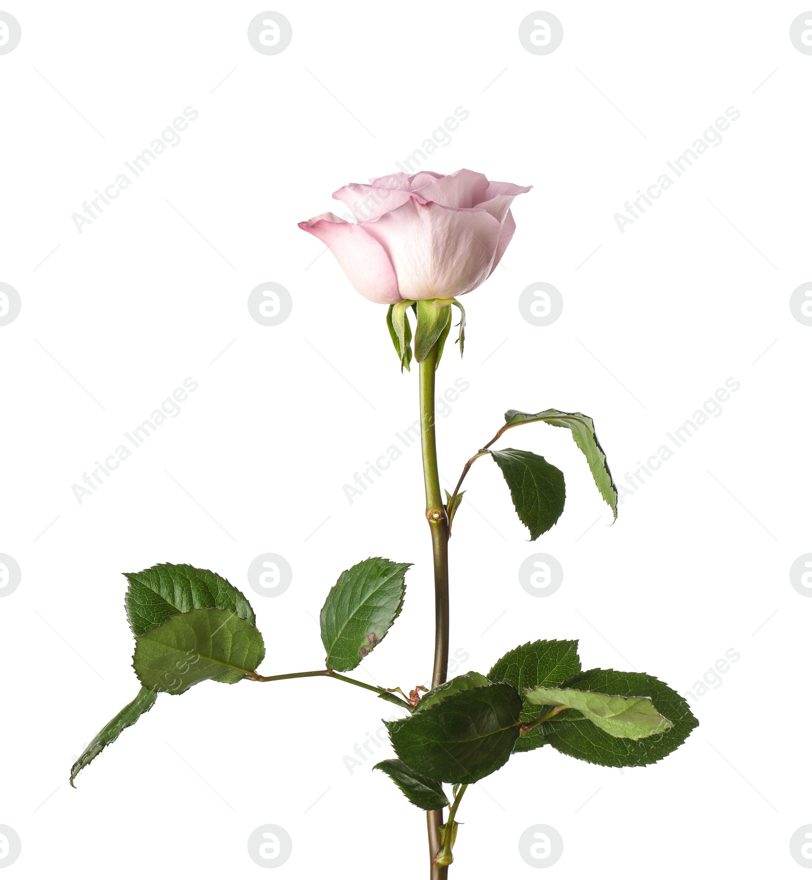 Photo of Beautiful blooming rose flower on white background