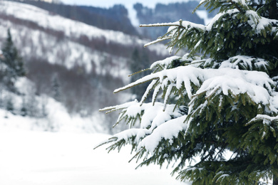 Photo of Fir tree branches covered with snow in forest on winter day, closeup