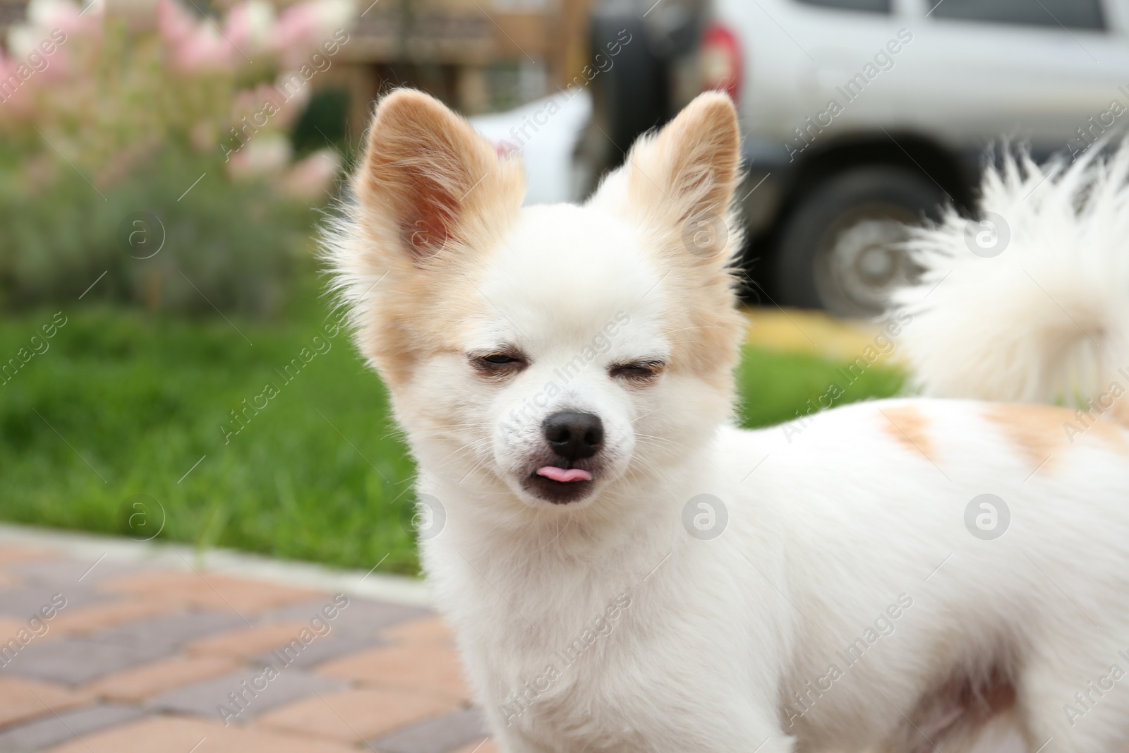 Photo of Adorable purebred white Chihuahua outdoors. Dog walking