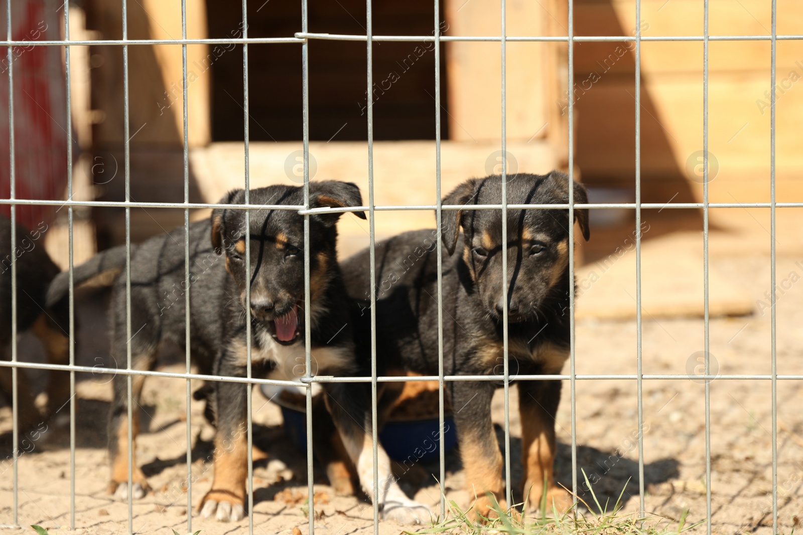 Photo of Cage with homeless dogs in animal shelter. Concept of volunteering