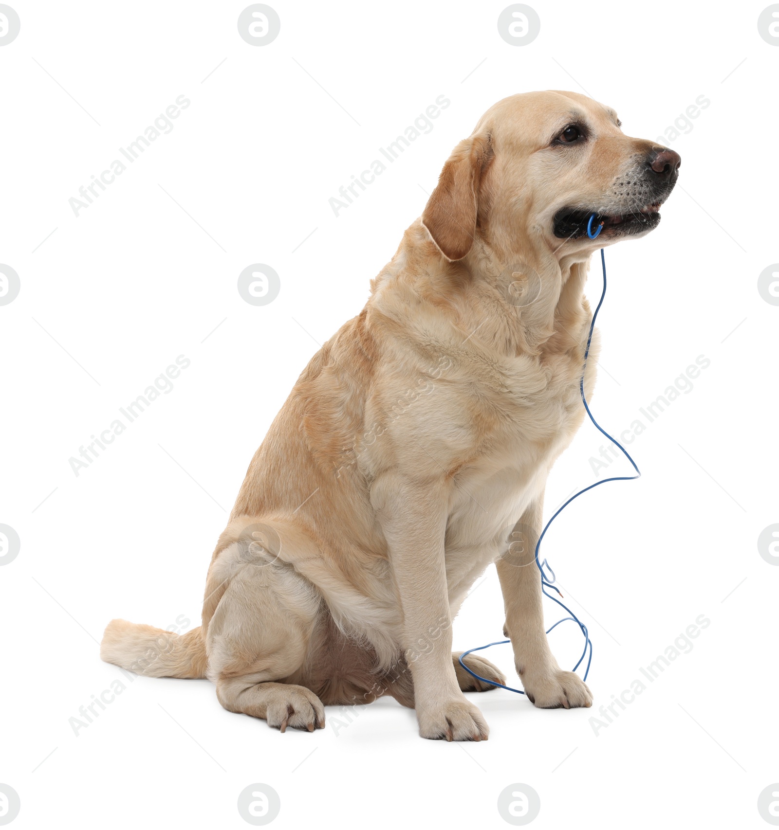 Photo of Naughty Labrador Retriever dog chewing damaged electrical wire on white background