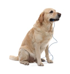 Photo of Naughty Labrador Retriever dog chewing damaged electrical wire on white background