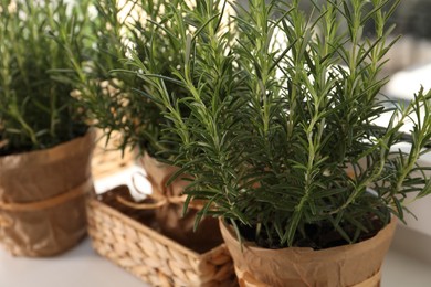 Photo of Aromatic green rosemary in pots on table, closeup