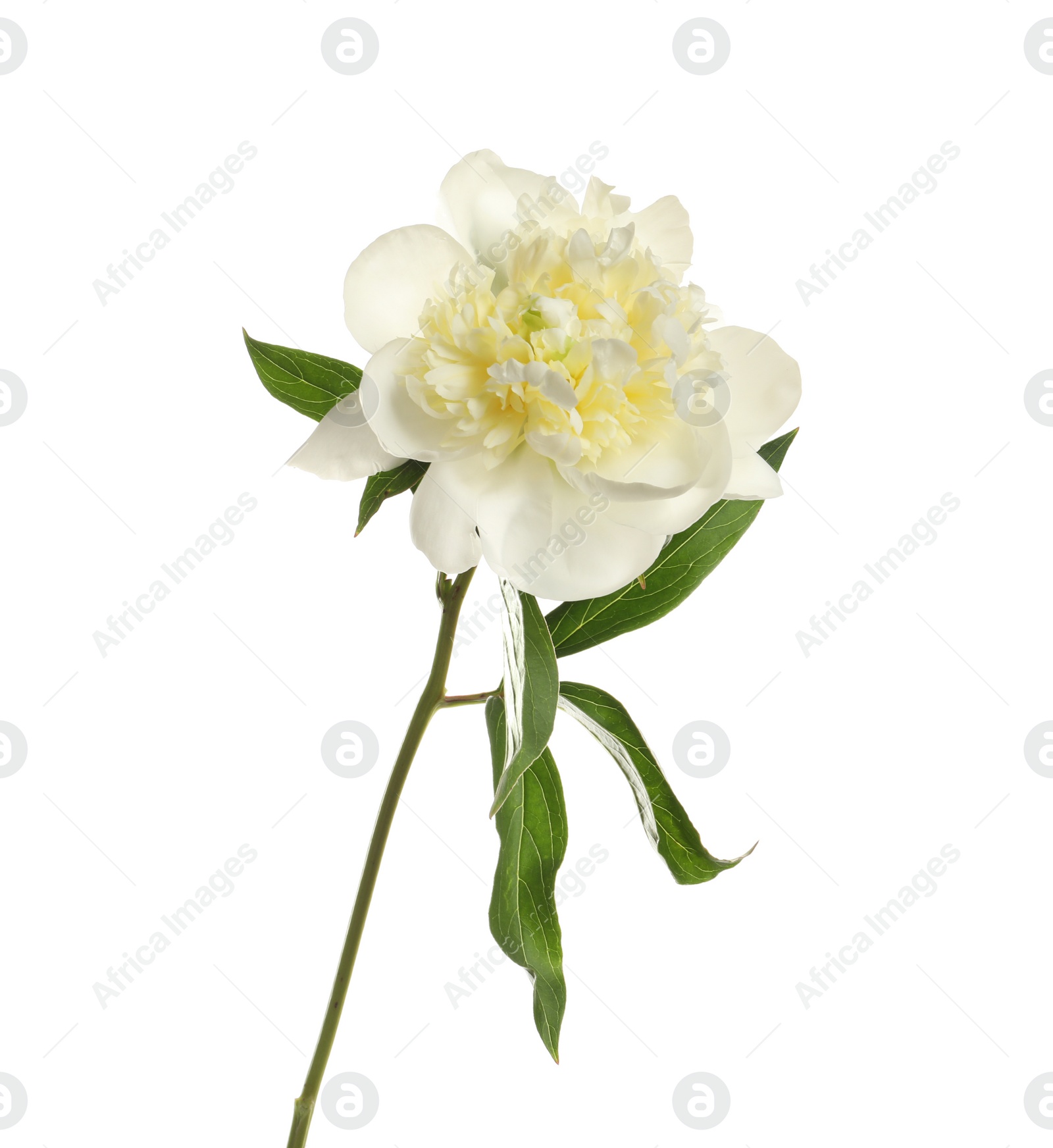 Photo of Fragrant peony on white background. Beautiful spring flower