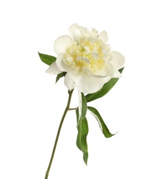 Fragrant peony on white background. Beautiful spring flower