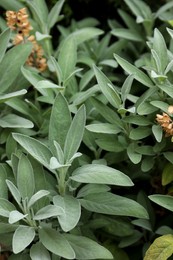 Photo of Beautiful sage with green leaves growing outdoors