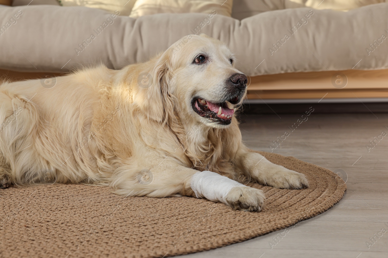 Photo of Cute golden retriever with bandage on paw at home