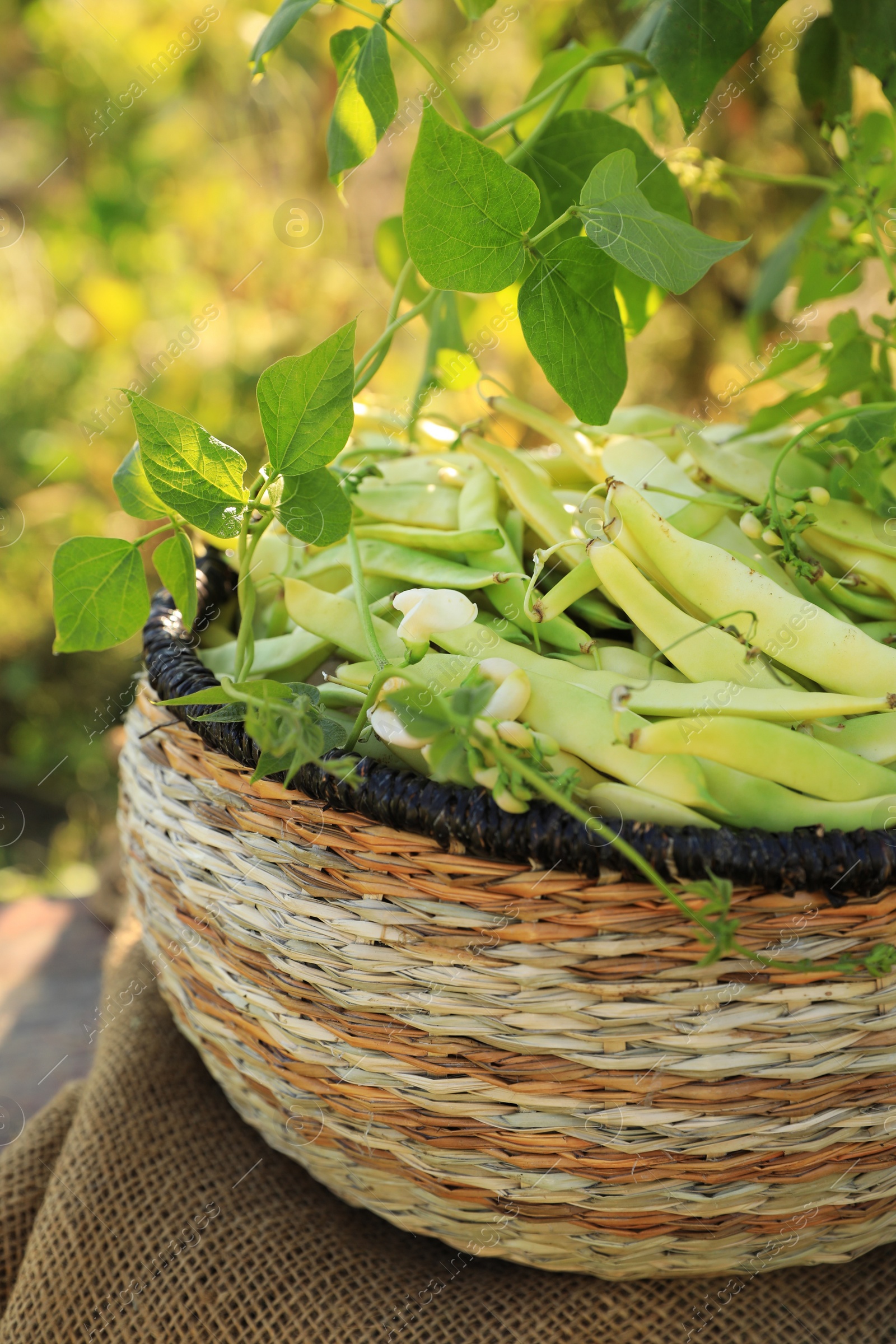 Photo of Wicker basket with fresh green beans on stool in garden