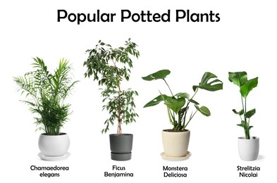 Image of Set of many different popular potted plants with names on white background