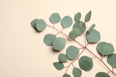 Photo of Eucalyptus branch with fresh green leaves on beige background, top view. Space for text