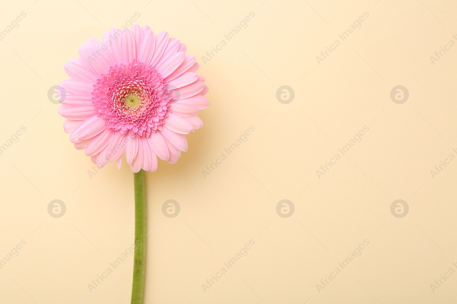 Photo of Beautiful pink gerbera flower on beige background, top view. Space for text