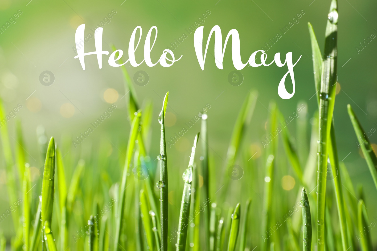 Image of Hello May. Green wheat grass with dew drops on blurred background, closeup