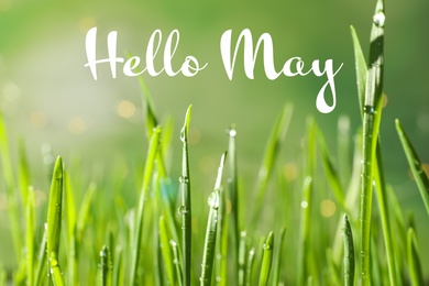 Image of Hello May. Green wheat grass with dew drops on blurred background, closeup