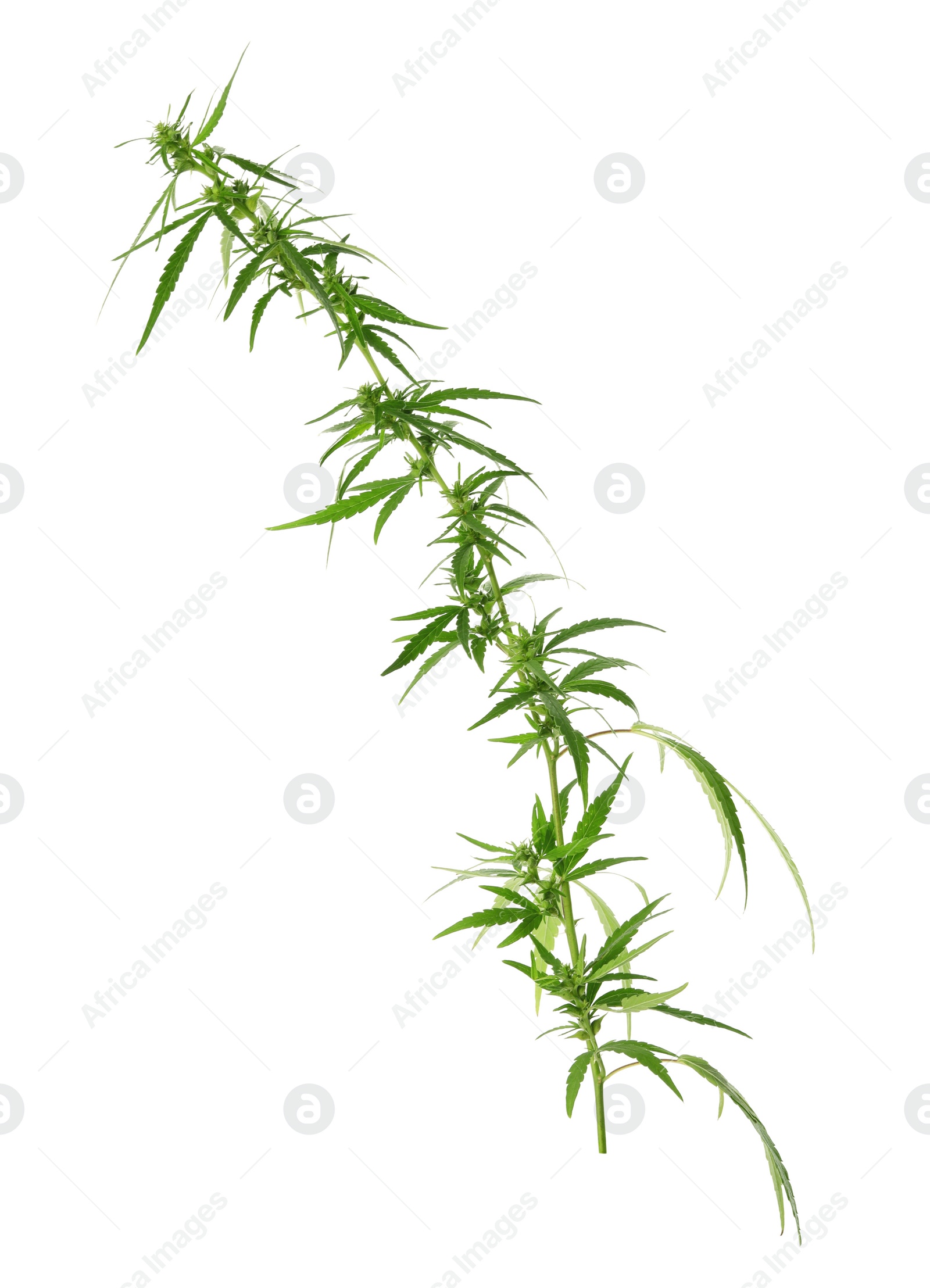 Photo of Branch of medical hemp on white background