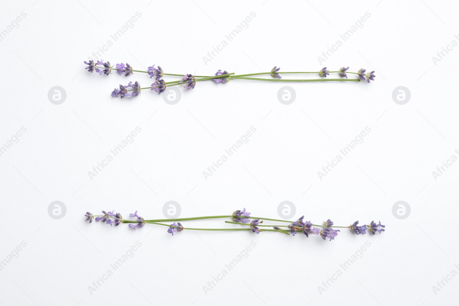 Photo of Beautiful lavender flowers on white background, flat lay. Space for text