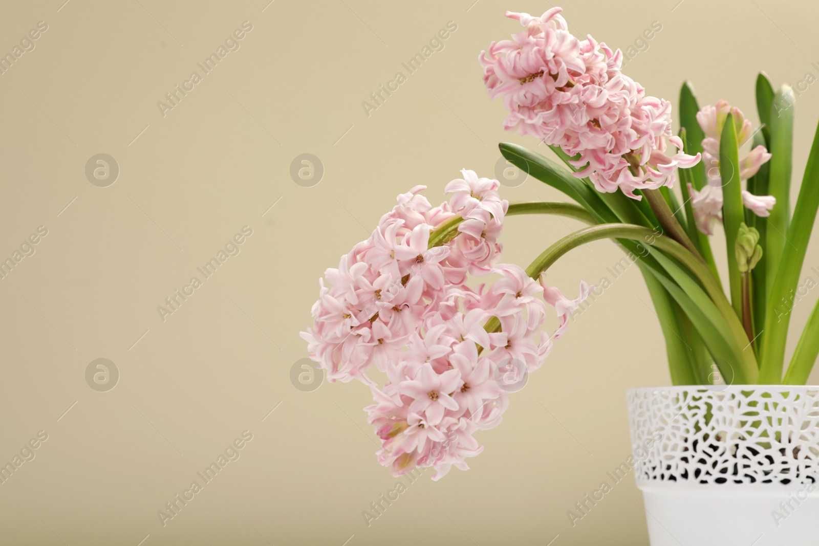 Photo of Beautiful spring hyacinth flowers in pot on color background. Space for text