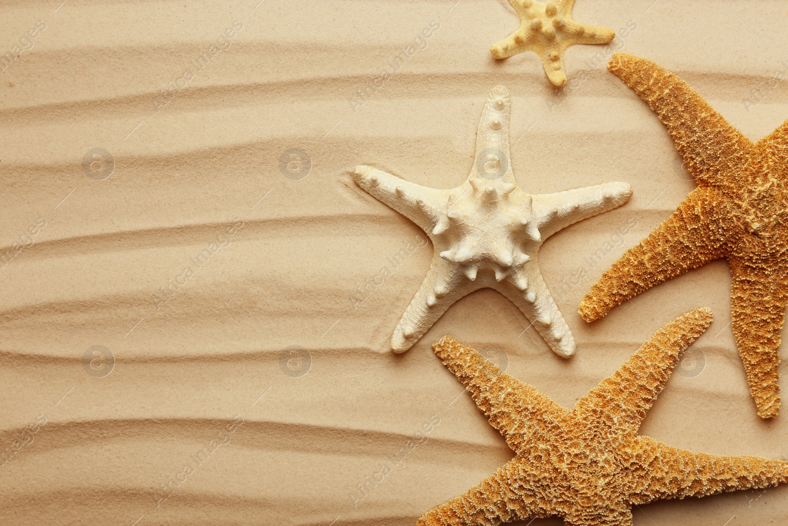 Photo of Starfishes on beach sand, top view. Space for text