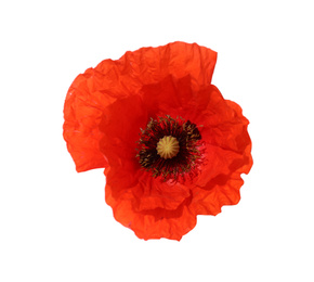 Photo of Beautiful red poppy flower isolated on white