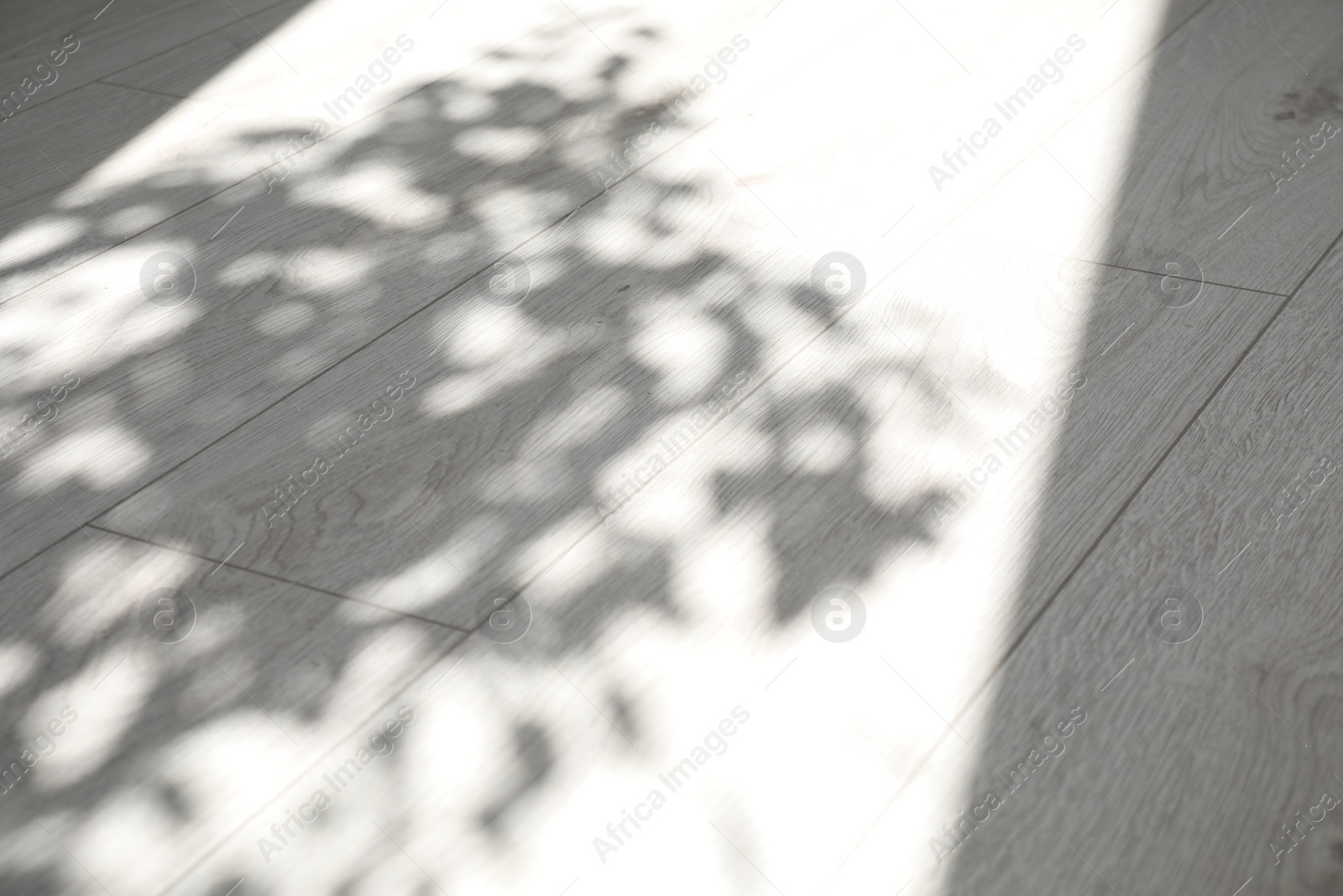 Photo of Shadow from window and houseplant on white laminated floor indoors