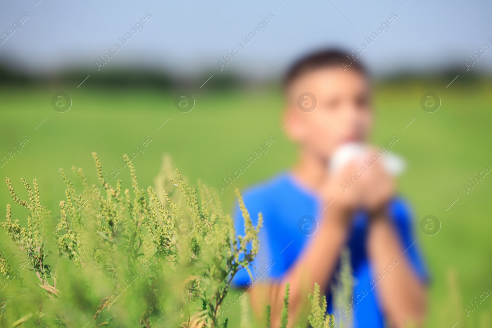 Photo of Blooming ragweed plant (Ambrosia genus) and blurred boy on background, closeup. Seasonal allergy