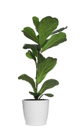 Photo of Fiddle Fig or Ficus Lyrata plant with green leaves in pot on white background