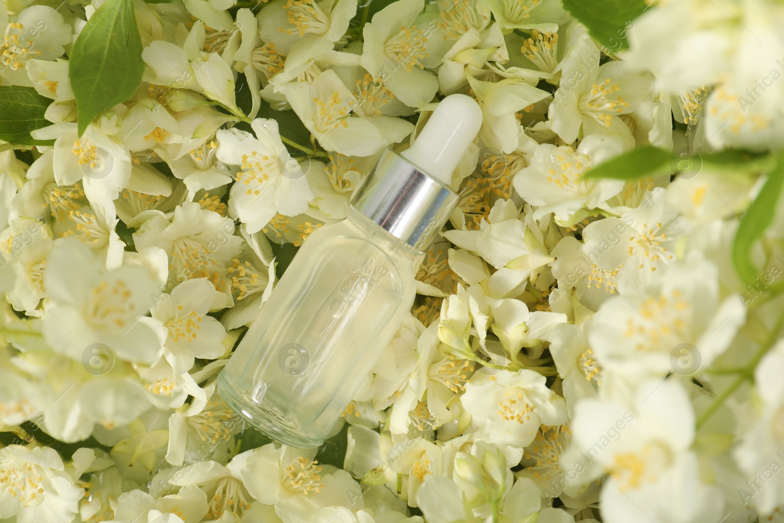 Photo of Essential oil in bottle on beautiful jasmine flowers, top view