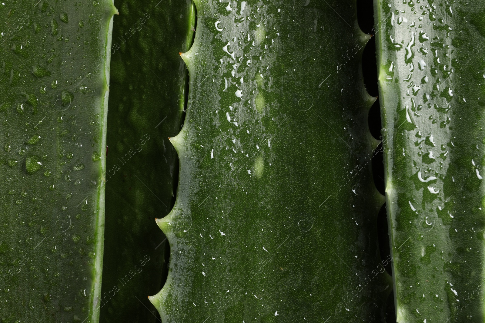 Photo of Green aloe vera leaves with water drops as background, closeup