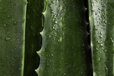 Green aloe vera leaves with water drops as background, closeup