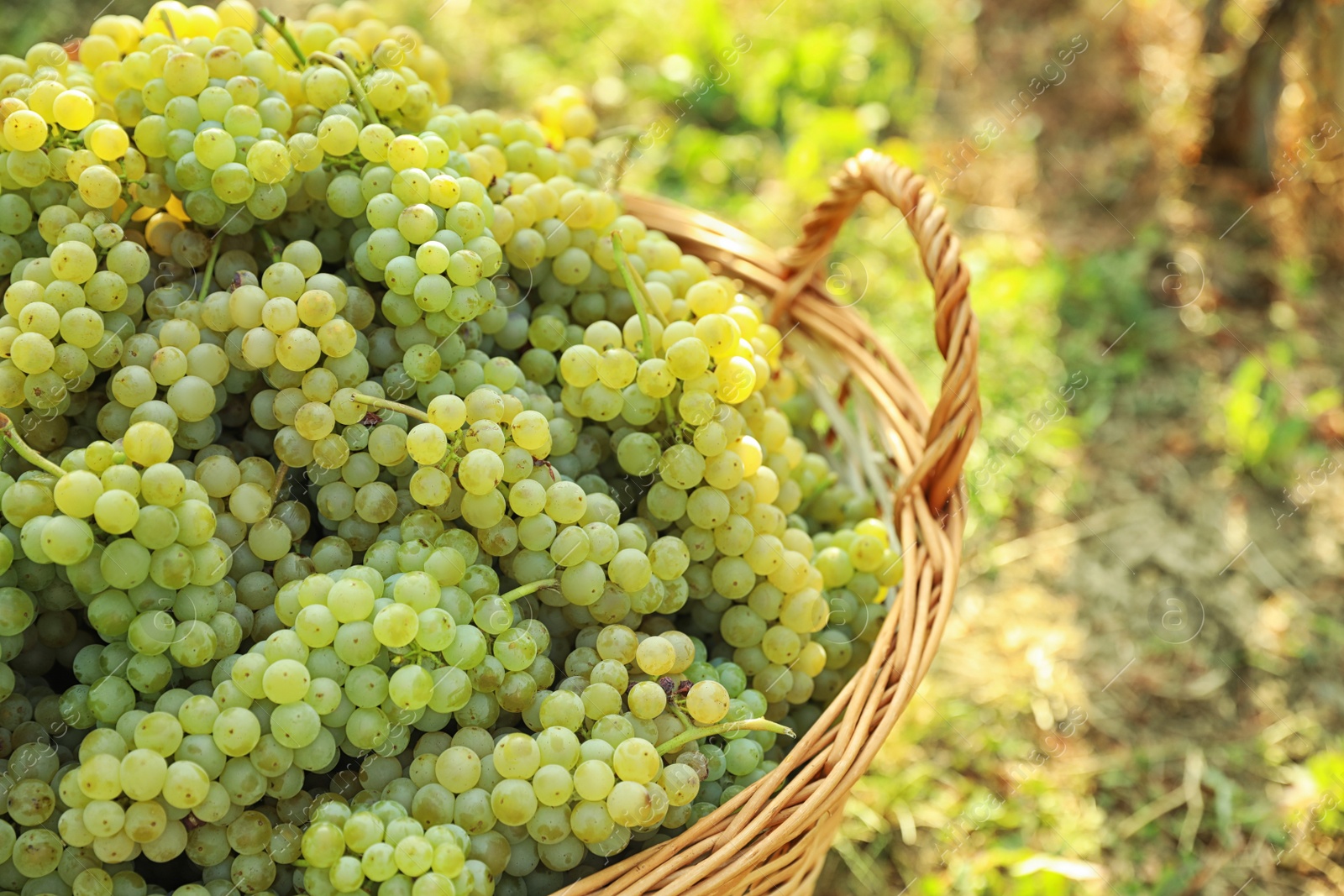 Photo of Wicker basket with fresh ripe grapes in vineyard, closeup