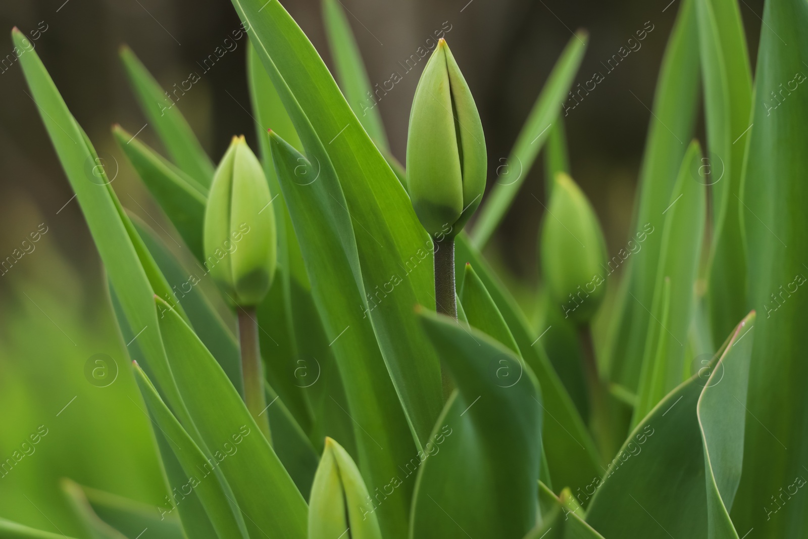 Photo of Beautiful unopened tulip buds outdoors on spring day, closeup