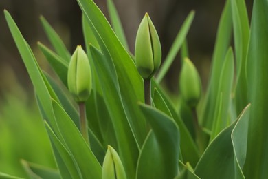 Photo of Beautiful unopened tulip buds outdoors on spring day, closeup