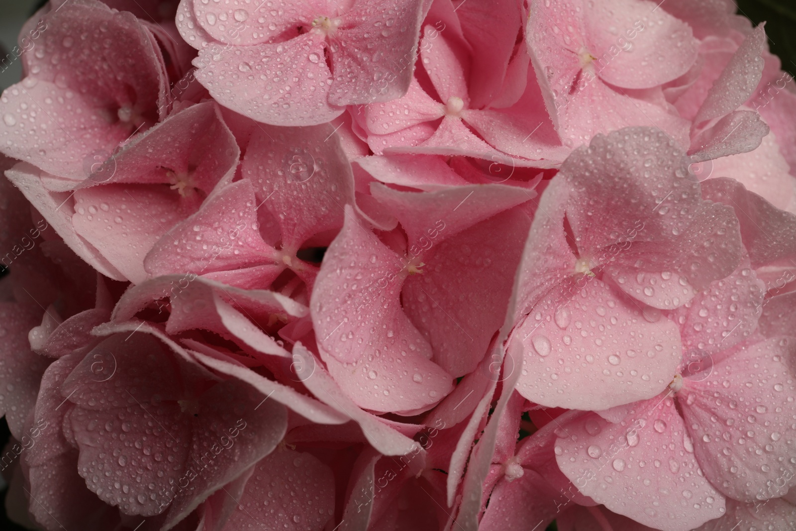 Photo of Beautiful pink hortensia flowers with water drops as background, closeup