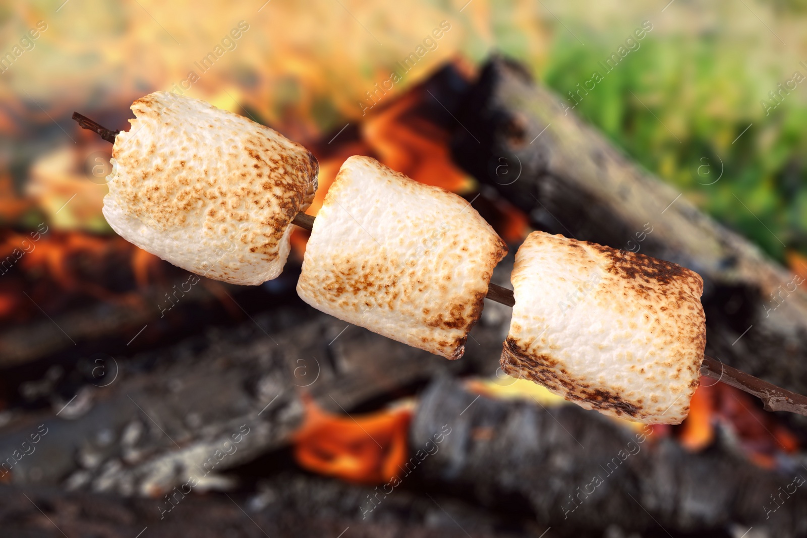 Image of Delicious puffy marshmallows roasting over bonfire outdoors