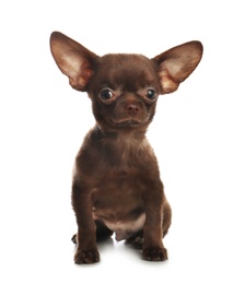 Photo of Cute small Chihuahua dog on white background