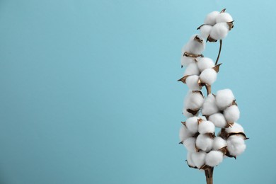 Photo of Beautiful cotton branch with fluffy flowers on light blue background, space for text