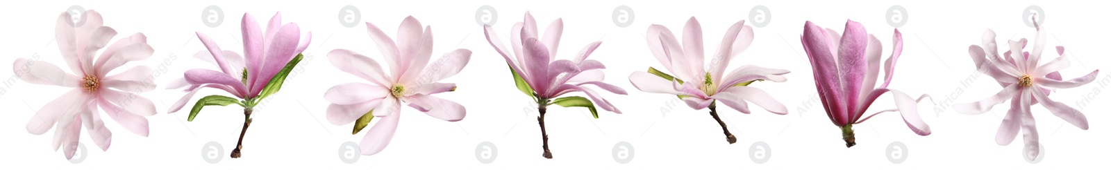 Image of Set with beautiful magnolia flowers on white background. Banner design