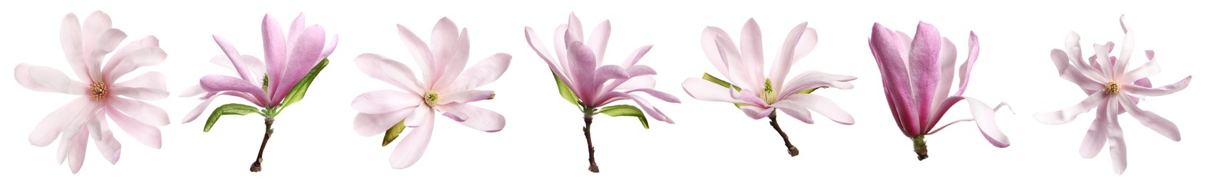 Image of Set with beautiful magnolia flowers on white background. Banner design