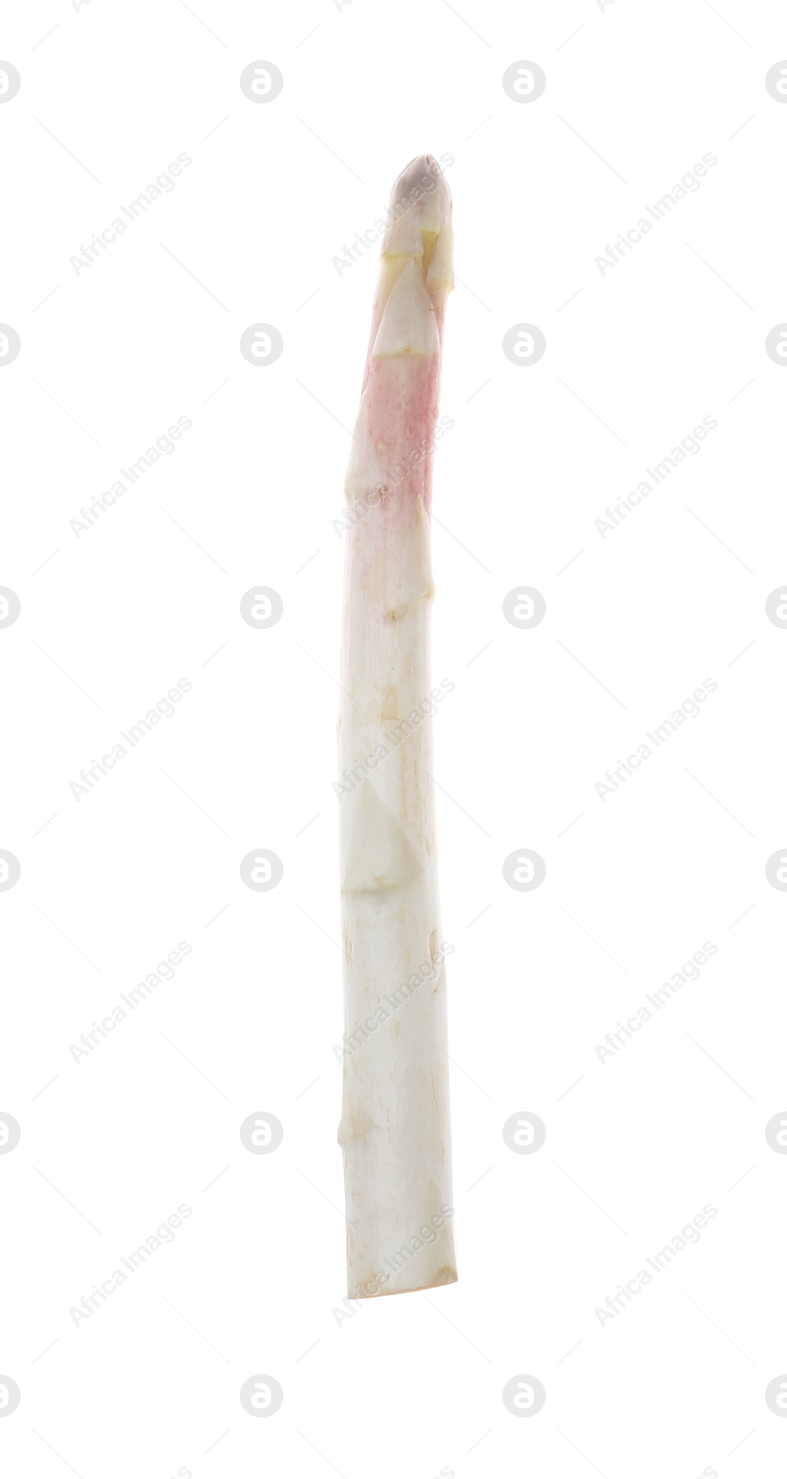 Photo of Fresh ripe raw asparagus isolated on white