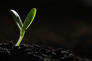 Young vegetable seedling growing in soil against dark background, space for text