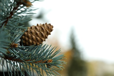 Photo of Blue spruce branch with cone outdoors, closeup. Space for text
