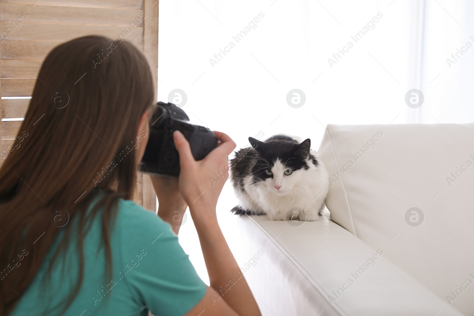 Photo of Professional animal photographer taking picture of beautiful cat at home