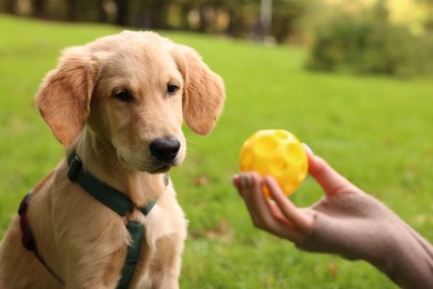 Woman playing with adorable Labrador Retriever puppy on green grass in park, closeup