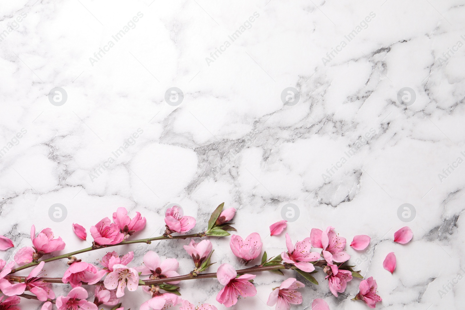 Photo of Beautiful sakura tree blossoms on white marble background, flat lay. Space for text