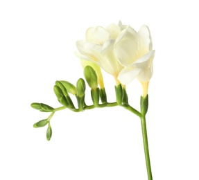 Beautiful freesia with fragrant flowers on white background