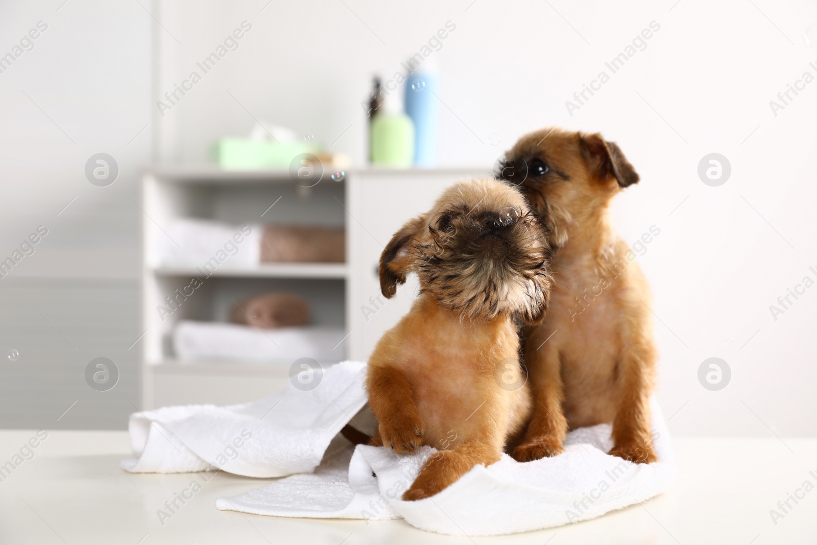 Photo of Studio portrait of funny Brussels Griffon dogs with towel in bathroom