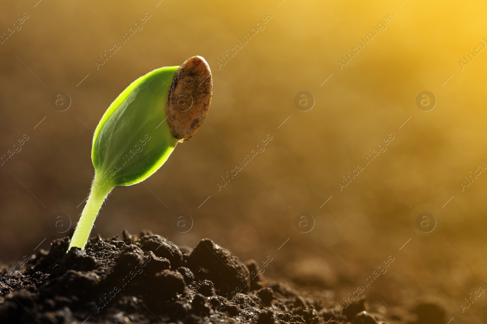 Image of Sunlit young vegetable plant grown from seed in soil, closeup. Space for text